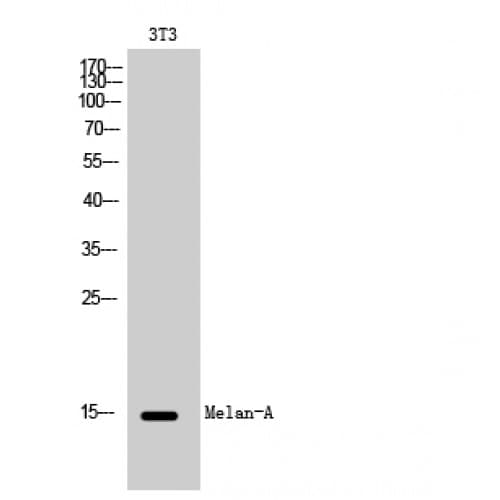 MLANA / Melan-A Antibody (10-90 aa, Internal)