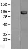 NLGN3 / Neuroligin 3 Protein (Over-Expression Lysate Myc-DDK (Flag))