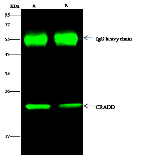CRADD / RAIDD Antibody (Preservative Free)