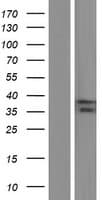 ASB1 Protein (Over-Expression Lysate Myc-DDK (Flag))