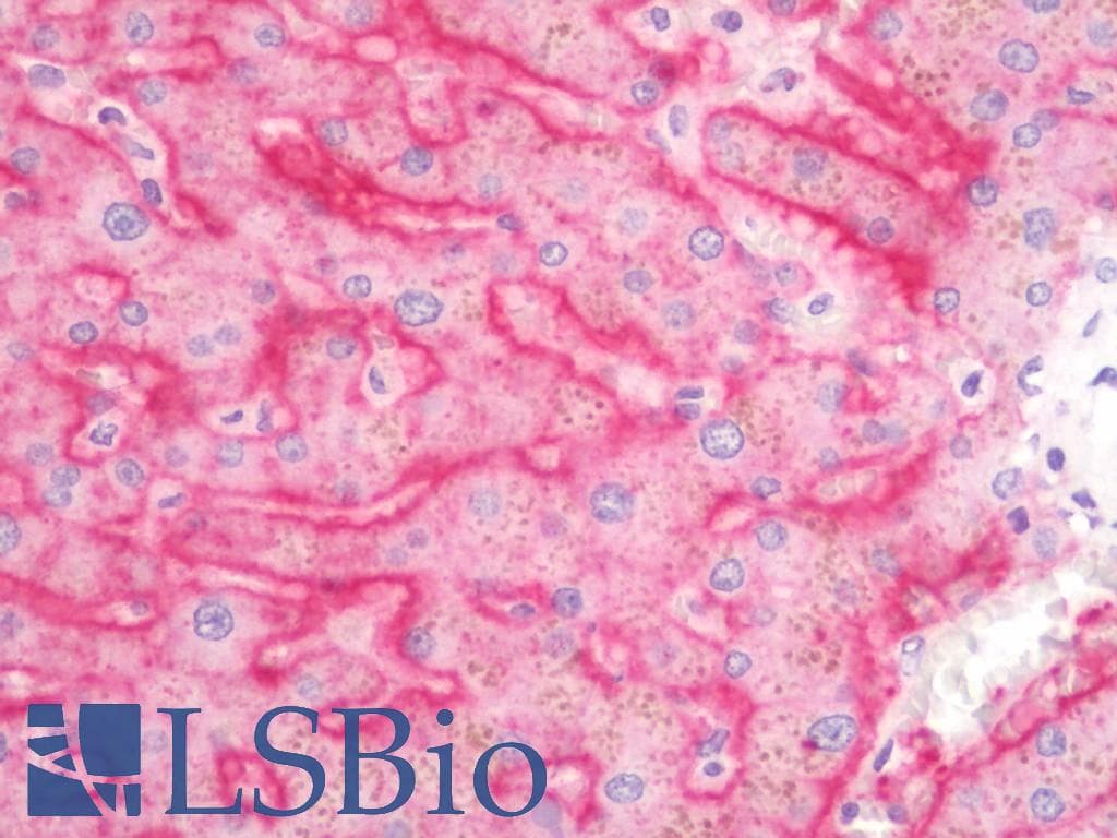 ASGR1 / ASGPR Antibody (FITC)