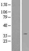 OR2A4 Protein (Over-Expression Lysate Myc-DDK (Flag))