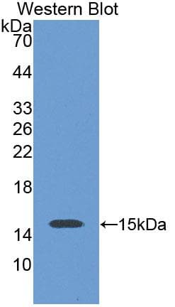 SLC30A3 / ZNT3 Antibody (aa286-388, Cy3)