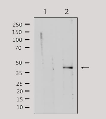 Polyclonal Rabbit anti-Human PRKACG Antibody (IF, WB)
