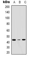ERGIC3 Antibody (C-Terminus)