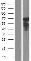 ESRP1 / RBM35A Protein (Over-Expression Lysate Myc-DDK (Flag))