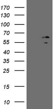 ZNF230 Antibody (clone OTI7C7)