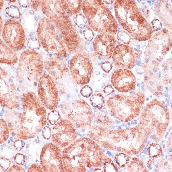 VASP Antibody
