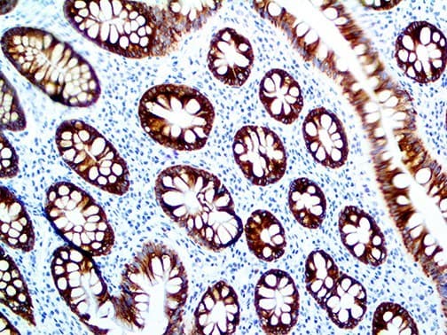 MUC4 Antibody (clone 8G7)