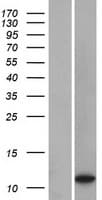 LOC401052 Protein (Over-Expression Lysate Myc-DDK (Flag))