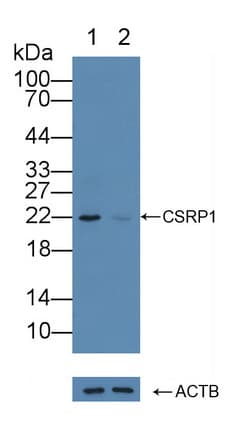 CSRP1 Antibody (aa1-193)