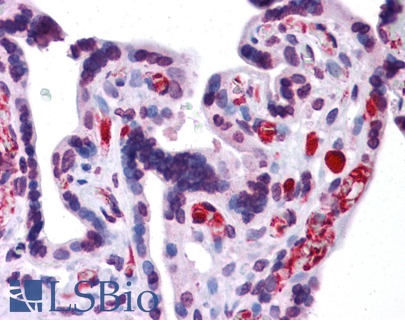 Polyclonal Rabbit anti-Human AMID / AIFM2 Antibody (C-Terminus, IHC, WB)