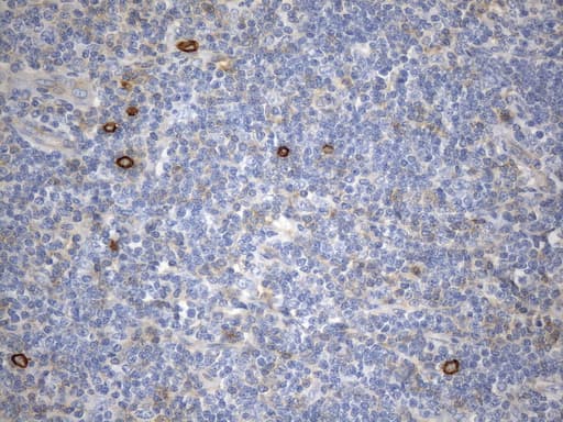 CD99 Antibody (clone UMAB261, Carrier-free)