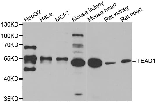 TEAD1 Antibody