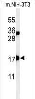 APITD1 Antibody (aa48-74)