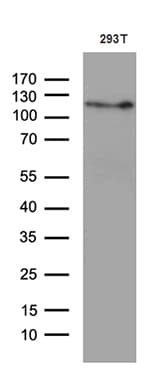 RBL1 / p107 Antibody (aa739-1014, clone OTI4E1)