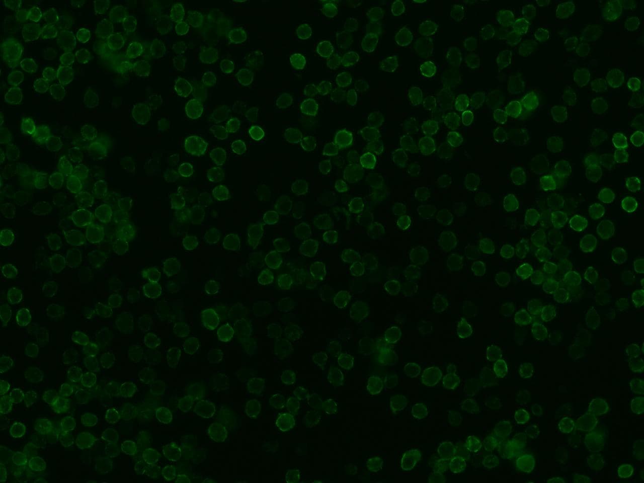 CD99 Antibody (Preservative Free)