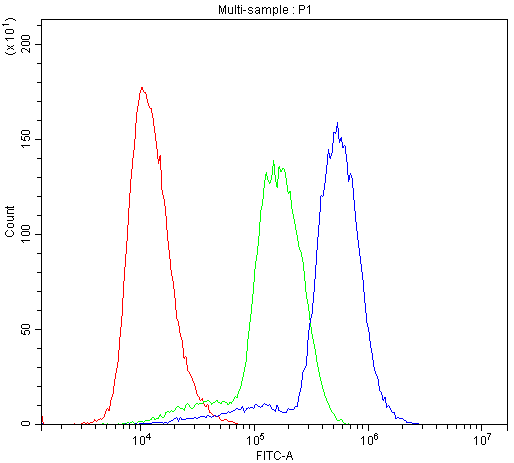 HOXA11 Antibody (aa74-245)