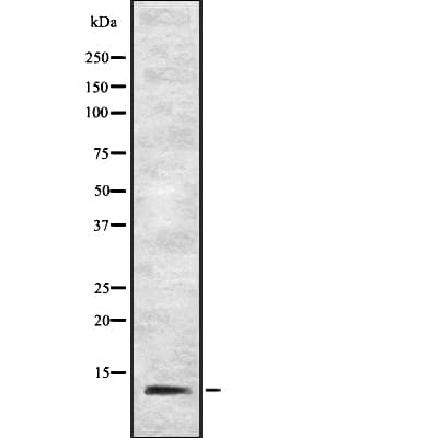 IFI27 / p27 Antibody