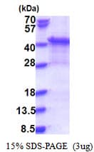 Human SYNCAM / CADM1 Protein (Recombinant His)