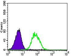 Monoclonal Mouse anti-Human NES / Nestin Antibody (clone 1A9G12, Amino Acid: 419-588, WB)