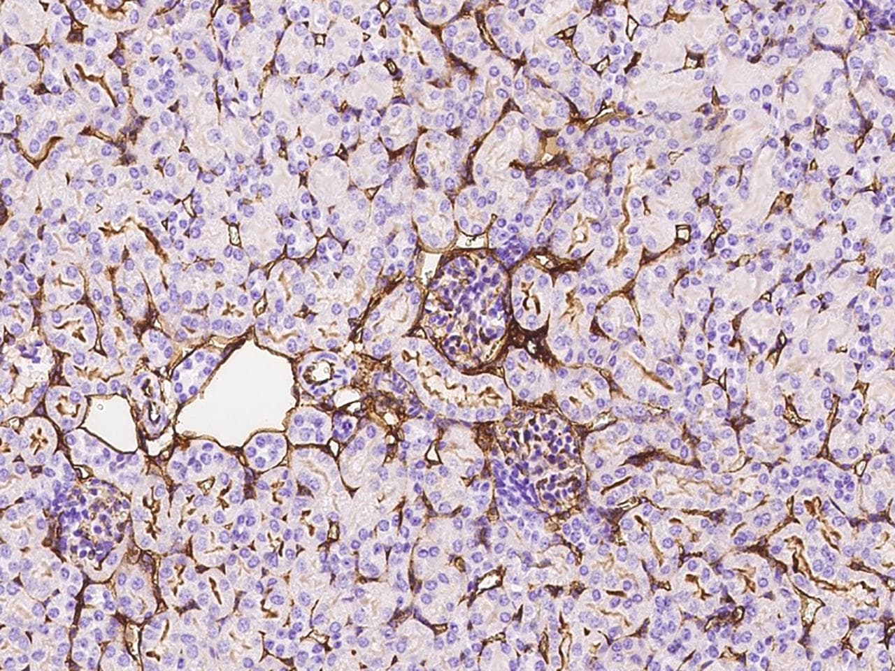 Monoclonal Rabbit anti-Mouse ICAM-1 / CD54 Antibody (clone 280, Preservative Free, IHC)