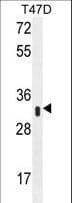Polyclonal Rabbit anti-Human IFI35 Antibody (aa15-42, IHC, WB)