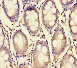 Polyclonal Rabbit anti-Human XPNPEP1 / Aminopeptidase P Antibody (WB)
