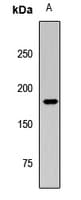 Polyclonal Rabbit anti-Human DOT1L / DOT1 Antibody (WB)