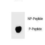 BAD Antibody (phospho-Ser74)