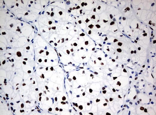 ZSCAN18 / ZNF447 Antibody (clone UMAB114, Carrier-free)
