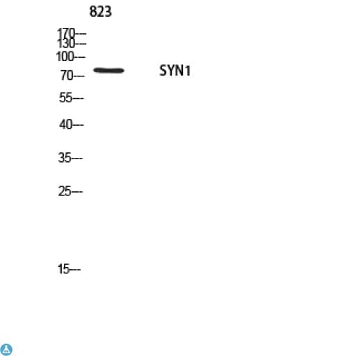 SYN1 / Synapsin 1 Antibody