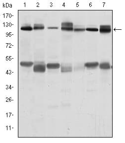 IHC-plus™ c-CBL Antibody (clone 3B12)