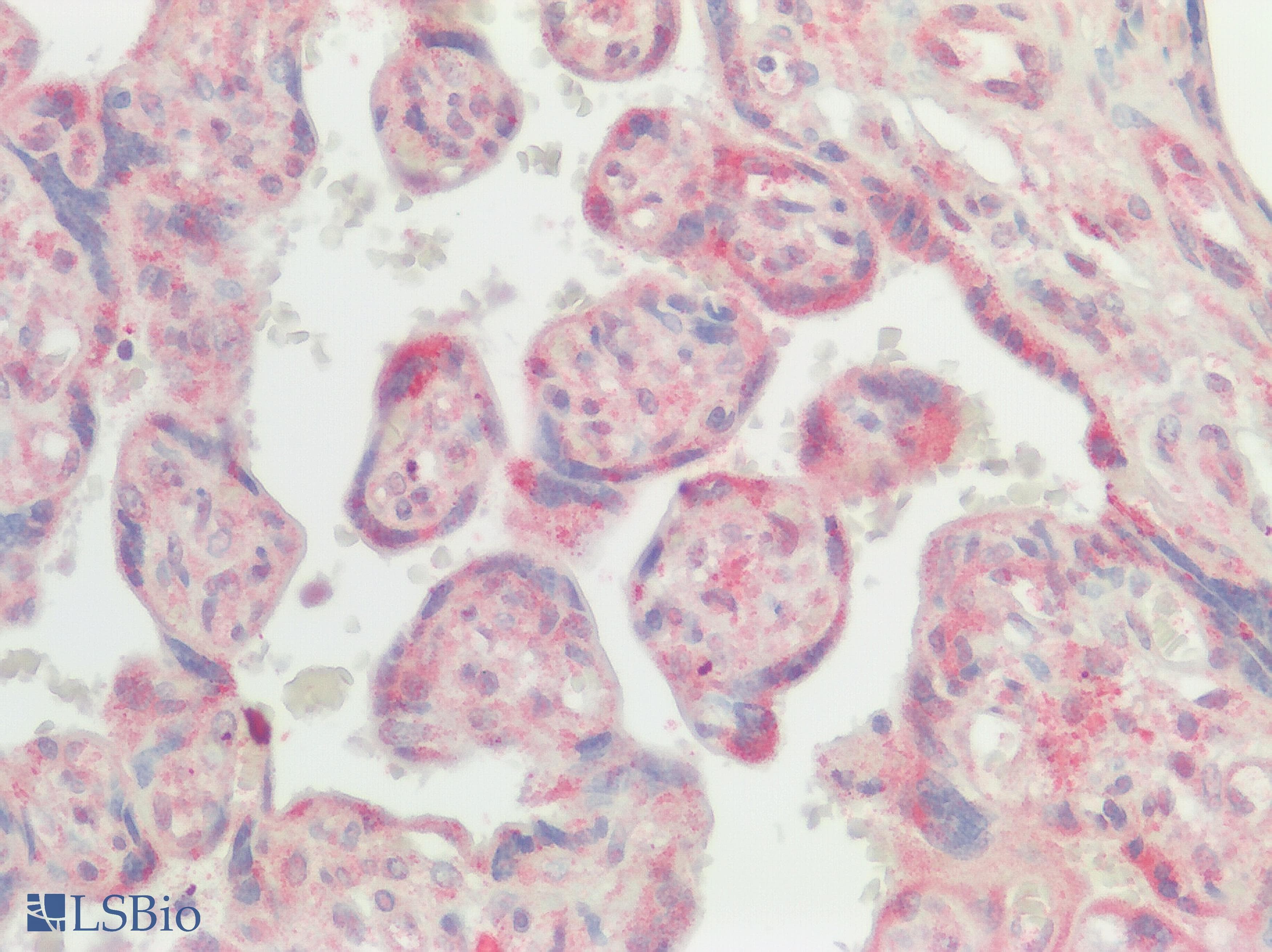 IHC-plus™ SREB / GPR85 Antibody (Extracellular Domain)