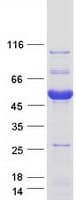 Human AKT1S1 / PRAS40 Protein (Recombinant Myc-DDK (Flag))