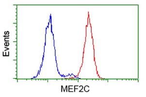 MEF2C Antibody (clone OTI4F7)