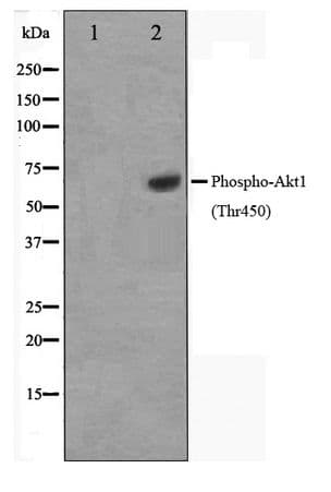 AKT1 Antibody (phospho-Thr450)
