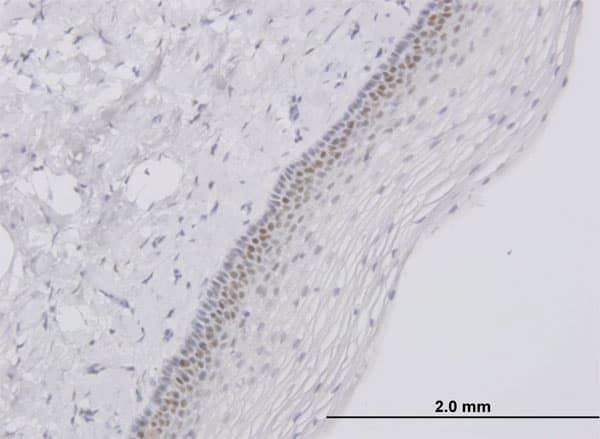 TFAP4 / AP-4 Antibody (clone 6B1)