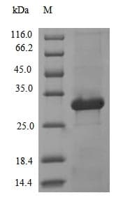 Adenovirus Type 5 L3 Protein (Recombinant 10His, N-terminus + Myc, C-terminus)
