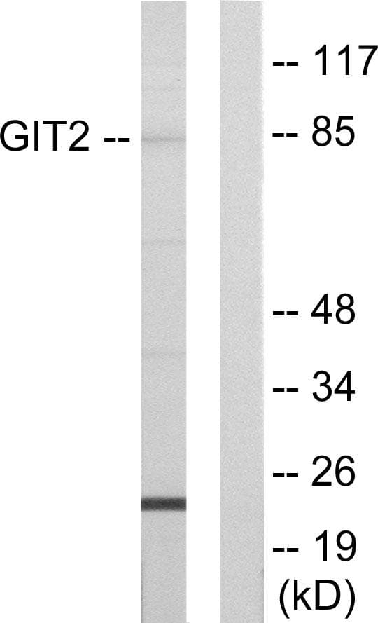GIT2 Antibody