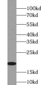 LIF Antibody