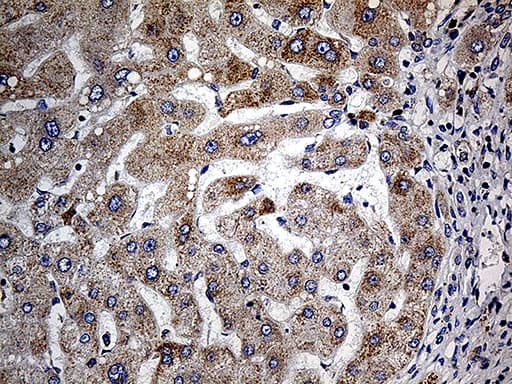COX17 Antibody (aa2-63, clone OTI7H5)