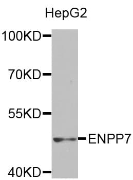 ENPP7 Antibody