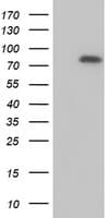 MTMR2 Antibody (clone OTI5G5, Carrier-free)