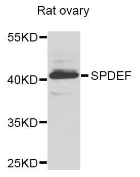 PDEF / SPDEF Antibody