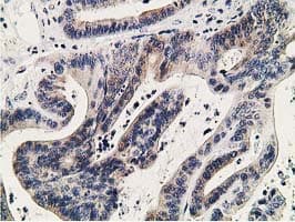 KCTD14 Antibody (clone OTI1D1, Carrier-free)