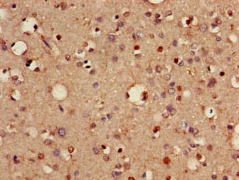 VTI1A Antibody