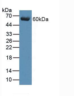 Complement C9 Antibody (aa22-265)