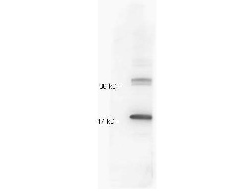 IL-10 Antibody