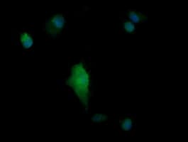 PARVA Antibody (clone OTI2B11)
